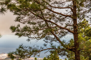 Obraz premium Árbol con cielo nuboso de fondo en el municipio de la Esperanza, isla de Tenerife