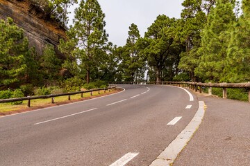 Carretera con árboles en el municipio de la Esperanza, isla de Tenerife
