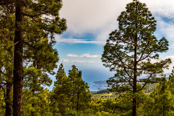 Paisaje con árboles y nubes de fondo en el municipio de la Esperanza, isla de Tenerife