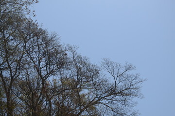 trees and blue sky