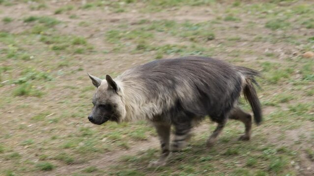 brown hyena Parahyaena brunnea walking in Prague zoo