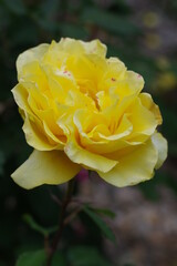 太陽の光を浴びて咲き誇る気品漂う黄色い薔薇の花