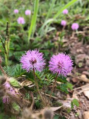 flower of a thistle