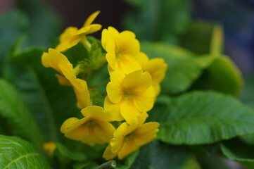 黄色い小さな可愛い花弁のお花