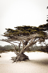 tree on the beach