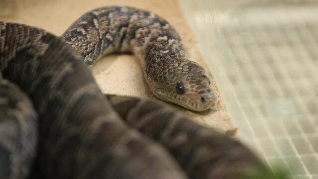 cuban boa chilabothrus angulifer resting in captivity Prague zoo