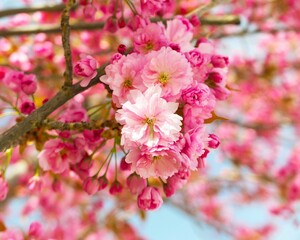 Fototapeta na wymiar pink cherry blossom on a sunny day