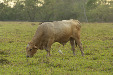 Image of a domestic bull grazing and a cattle egret shown in Ciriqui, Panama.
