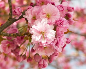 pink cherry blossom close-up on a sunny day