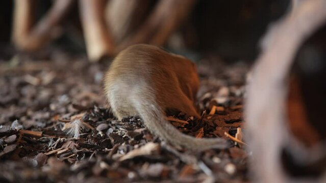 common dwarf mongoose helogale parvula searching food in the ground Prague zoo