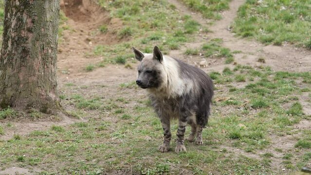 brown hyena Parahyaena brunnea in captivity Prague zoo