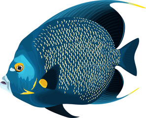vector tropical French angelfish illustration - obrazy, fototapety, plakaty