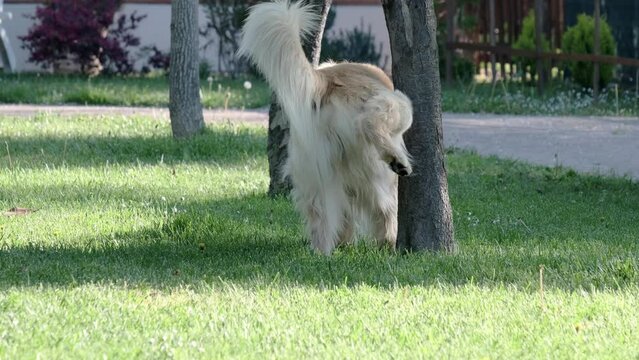 Golden Retriever dog pees on the grass in a park. Dog lift his leg and pee on the grass during the daytime and walks aways.
