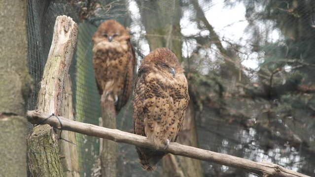 Pels fishing owls scotopelia peli perched on a branch in captivity Prague zoo