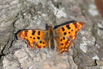 Fototapeta na wymiar Comma butterfly (Polygonia c-album) in the wild. March, Belarus