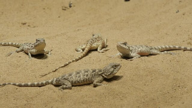 four steppe agama trapelus sanguinolentus resting on sand Prague zoo