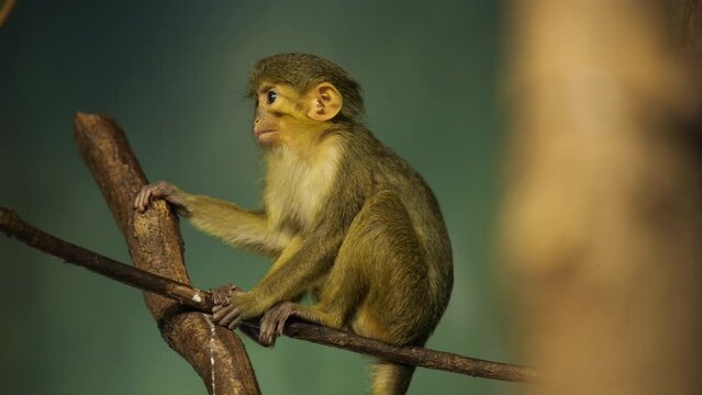 Small cute monkey on a branch Prague zoo