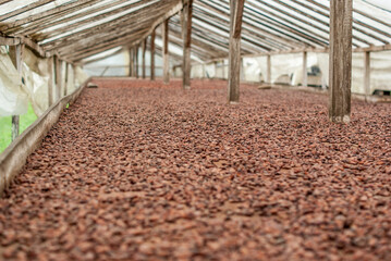 Chocolate beans to dry at farm