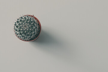 Close-up cactus on white background, isolated.