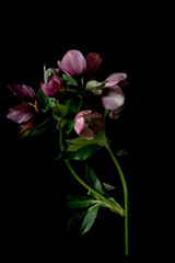 Moody flora background. helleborus flowers on a black background. Blur and selective focus. Low key photo. Extreme Flower Close-up