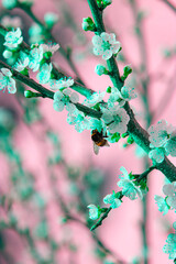 Stylized photo. Beautiful floral spring abstract nature background. Branches of a blossoming apricot macro with soft focus on a delicate pink background.