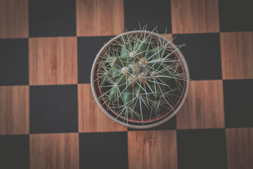 Cactuses on the wooden chess board, wooden background, selective focus.