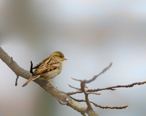 A female house sparrow perching  on a branch in backyard.