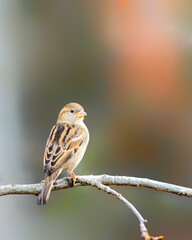 A female house sparrow perching  on a branch
of the tree, after having good snack from the bird feeder in the backyard.