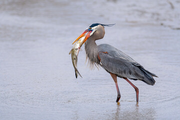The Great Blue Heron (Ardea Herodias ) with fish. Bird standing in shallow with a big fish.