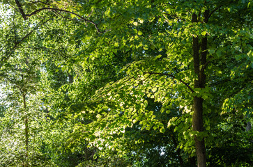 Background of fresh green leaves in spring