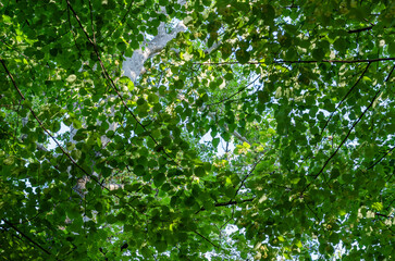 Background of fresh green leaves in spring