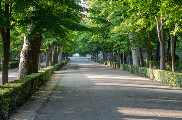 Pathway in a park in springtime