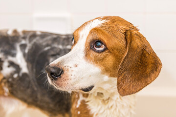 Large Beagle mix hound full of soap in the bath tub - Close up view. 