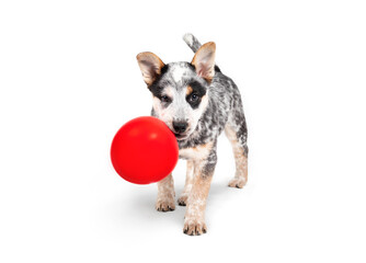 Puppy with balloon in mouth while standing and looking at camera. 9 week old puppy dog with playful or mischievous body language. Australian heeler or blue heeler. Isolated on white. Selective focus.