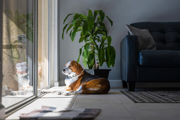 A Beagle Hound mixed breed dog is relaxing and sunbathing by a large sliding glass door. The...