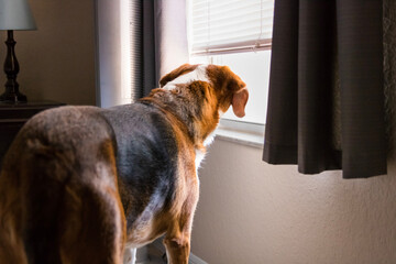 A Beagle mix hound dog is standing indoors by a big window with the curtain and shutters open. The...