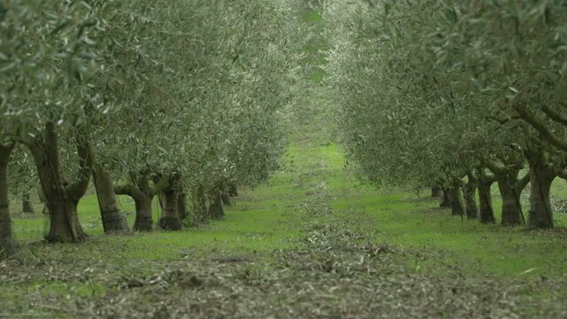 Panning between rows of green olive trees in orchard long shot down row of trees