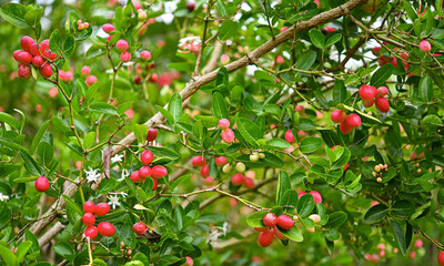 Fresh Carunda on tree  background