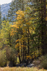 Beginning of Autumn in Yosemite National Park