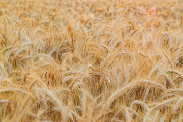 Wheat ears on a wind at sunset, yellow warm light, ripe cones, France, Provence, horizon, gold, rye field, sunset light, backlit