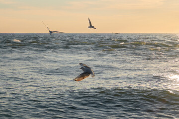Seagulls over the evening sea.