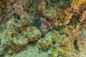 Fototapeta na wymiar Octopus king of camouflage in the Red Sea, Eilat Israel 