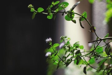 Menta florecida de noche