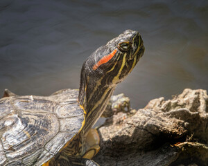 Red-eared slider turtle (Trachemys scripta elegans) basks on the banks of a pond in Franklin Canyon...