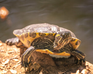 Red-eared slider turtle (Trachemys scripta elegans) basks on the banks of a pond in Franklin Canyon...
