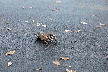 Adult killdeer Charadrius vociferus plays injured to draw predators away from the nest