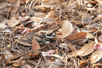 Baby killdeer Charadrius vociferus lie near their nest