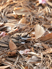 Baby killdeer Charadrius vociferus lie near their nest