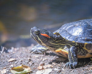 Red-eared slider turtle (Trachemys scripta elegans) basks on the banks of a pond in Franklin Canyon in Beverly Hills, CA.