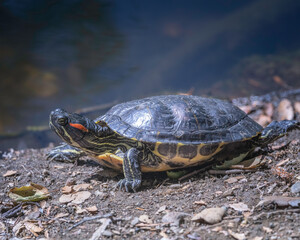 Red-eared slider turtle (Trachemys scripta elegans) basks on the banks of a pond in Franklin Canyon...
